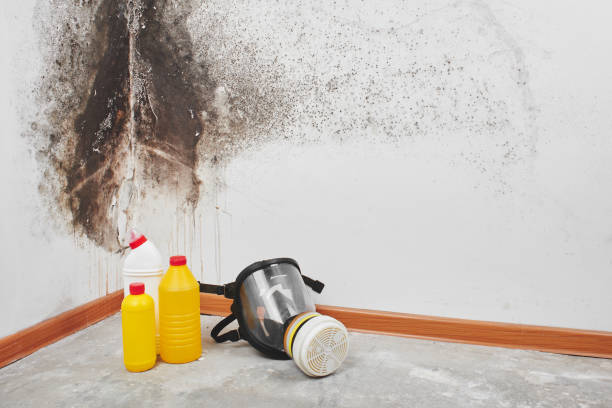 Best Mold Damage Repair  in Paris, MO