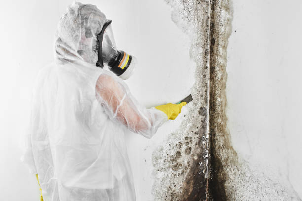Attic Mold Removal in Paris, MO