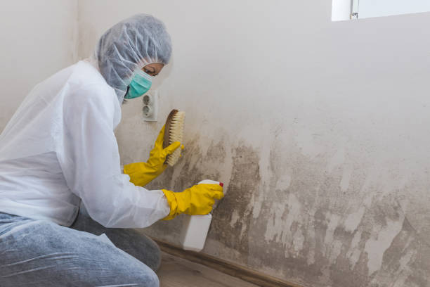 Best Mold Testing  in Paris, MO