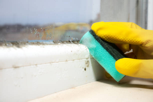 Best Mold Removal and Inspection  in Paris, MO