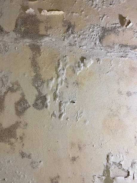 Best Mold Remediation  in Paris, MO